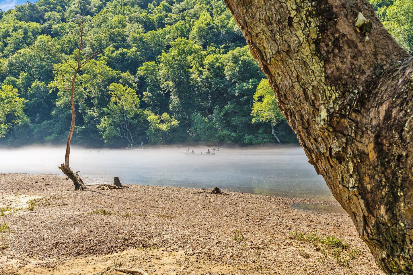 Shaded view of a rocky shoreline and mist rising over the calm waters of Lake Taneycomo in Forsyth, Missouri, with dense green forest in the background and a tree trunk in the foreground.